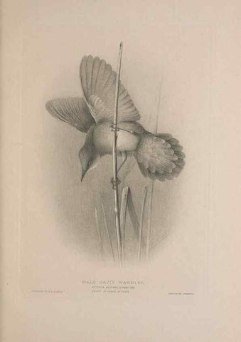 Reproducción/Reproduction 49717059972: The British warblers :. London :R.H. Porter ...,1907-1914.. 