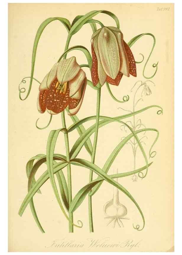 Reproducción/Reproduction 49716075473: Gartenflora.. Erlangen :F. Enke,1852-1940.. 