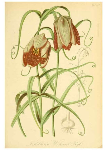 Reproducción/Reproduction 49716075473: Gartenflora.. Erlangen :F. Enke,1852-1940.. 