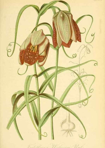 Reproducción/Reproduction 49716075473: Gartenflora.. Erlangen :F. Enke,1852-1940.. 