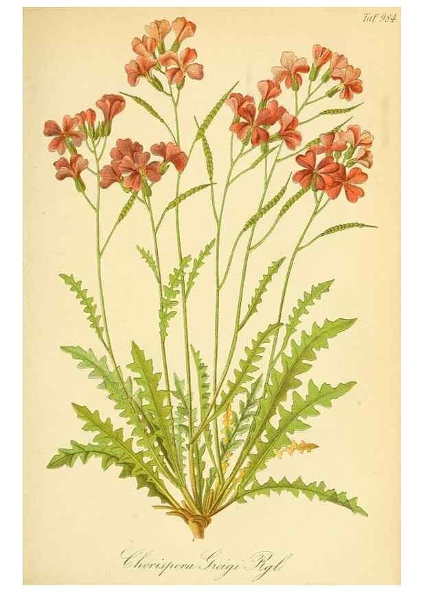 Reproducción/Reproduction 49716073268: Gartenflora.. Erlangen :F. Enke,1852-1940.. 