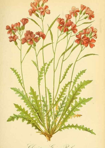 Reproducción/Reproduction 49716073268: Gartenflora.. Erlangen :F. Enke,1852-1940.. 