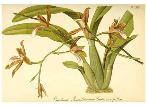 Reproducción/Reproduction 49716227708: Gartenflora.. Erlangen :F. Enke,1852-1940.. 