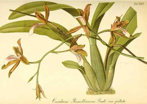 Reproducción/Reproduction 49716227708: Gartenflora.. Erlangen :F. Enke,1852-1940.. 