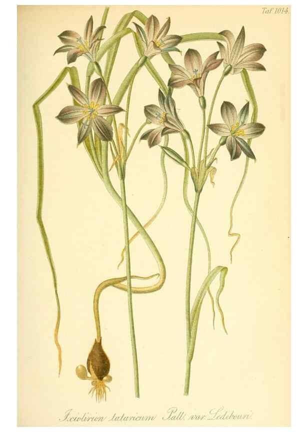 Reproducción/Reproduction 49717083487: Gartenflora.. Erlangen :F. Enke,1852-1940.. 