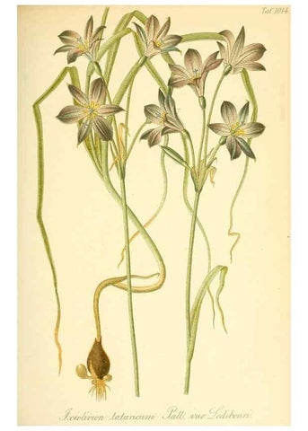 Reproducción/Reproduction 49717083487: Gartenflora.. Erlangen :F. Enke,1852-1940.. 