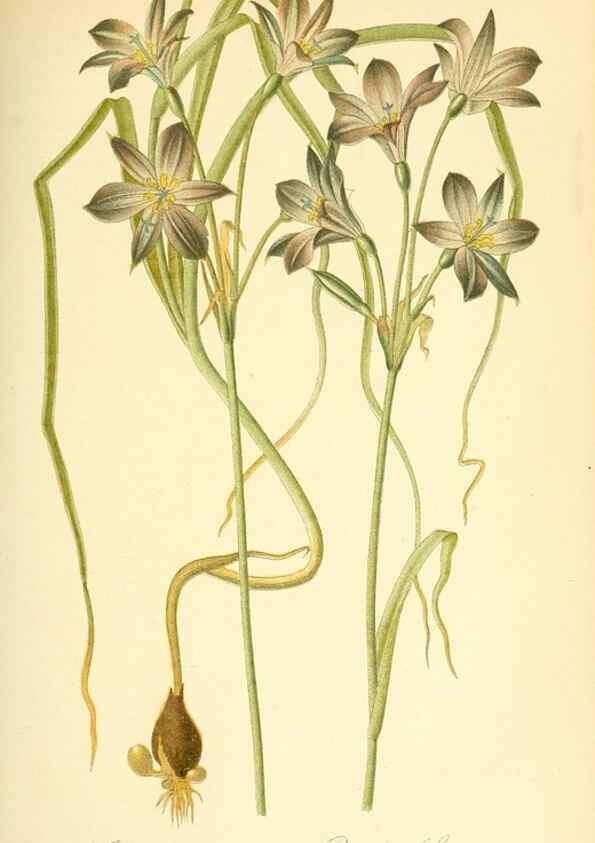 Reproducción/Reproduction 49717083487: Gartenflora.. Erlangen :F. Enke,1852-1940.. 