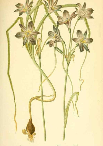 Reproducción/Reproduction 49717083487: Gartenflora.. Erlangen :F. Enke,1852-1940.. 