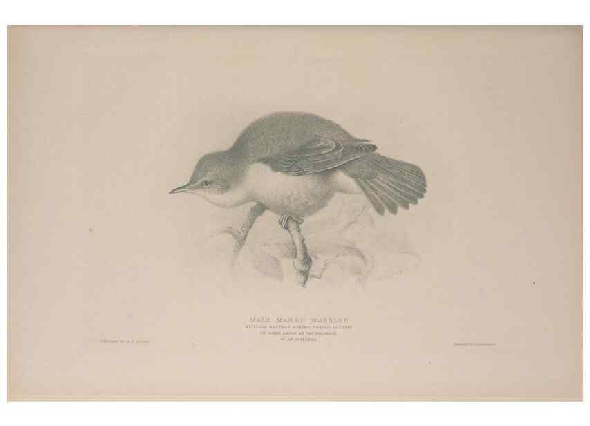 Reproducción/Reproduction 49717123412: The British warblers :. London :R.H. Porter ...,1907-1914.. 