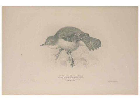 Reproducción/Reproduction 49717123412: The British warblers :. London :R.H. Porter ...,1907-1914.. 