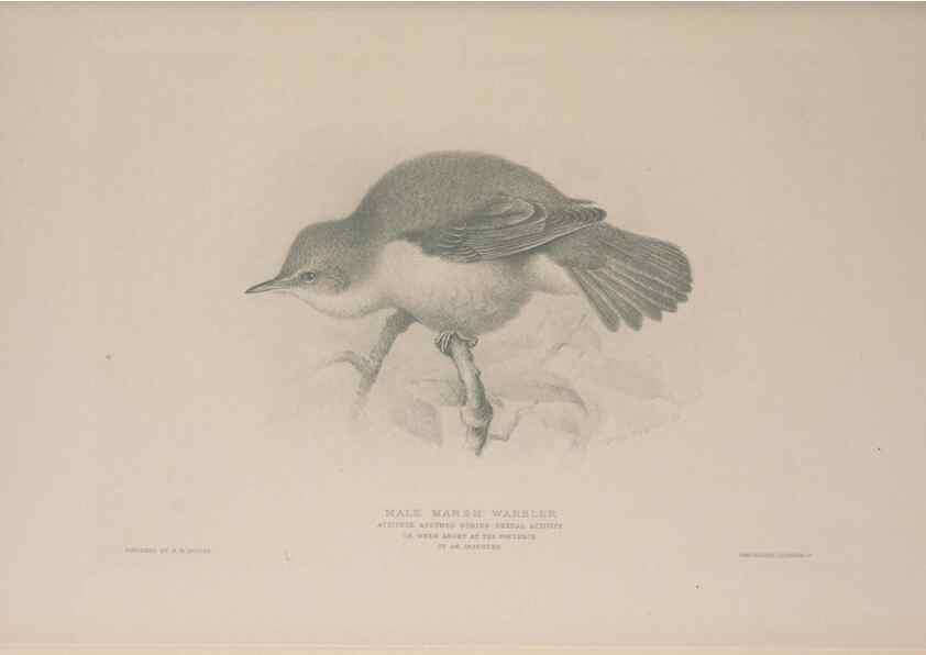 Reproducción/Reproduction 49717123412: The British warblers :. London :R.H. Porter ...,1907-1914.. 