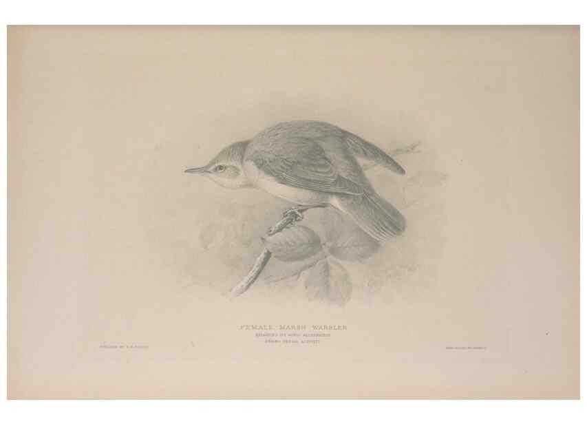 Reproducción/Reproduction 49716269073: The British warblers :. London :R.H. Porter ...,1907-1914.. 