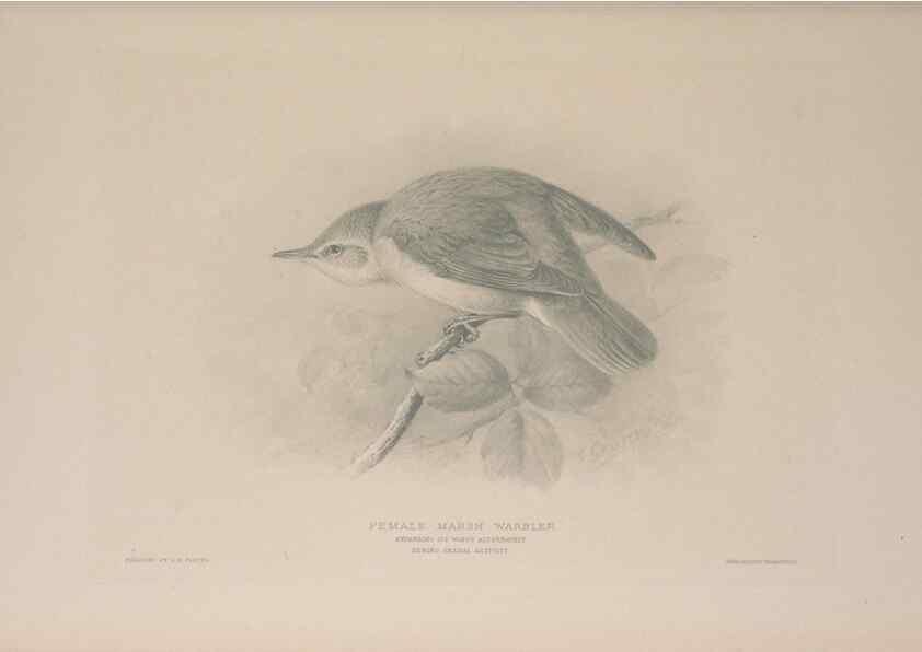 Reproducción/Reproduction 49716269073: The British warblers :. London :R.H. Porter ...,1907-1914.. 