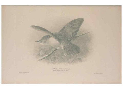 Reproducción/Reproduction 49716269323: The British warblers :. London :R.H. Porter ...,1907-1914.. 