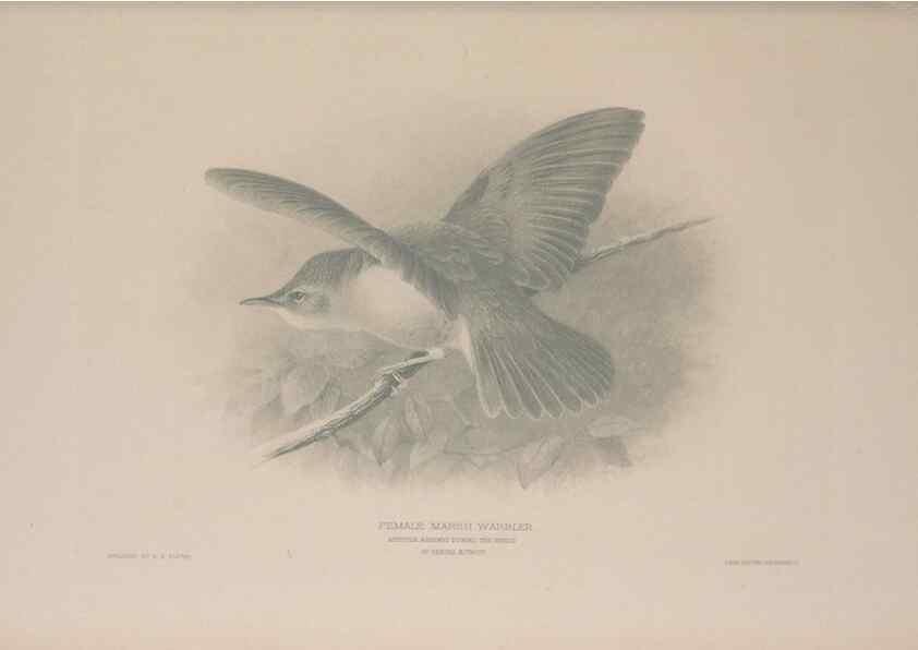 Reproducción/Reproduction 49716269323: The British warblers :. London :R.H. Porter ...,1907-1914.. 
