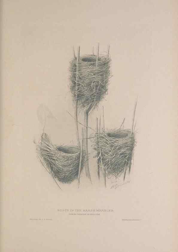Reproducción/Reproduction 49716269523: The British warblers :. London :R.H. Porter ...,1907-1914.. 