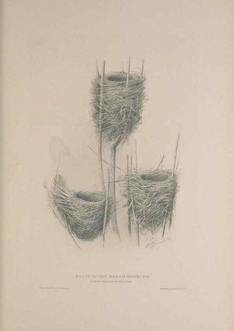 Reproducción/Reproduction 49716269523: The British warblers :. London :R.H. Porter ...,1907-1914.. 
