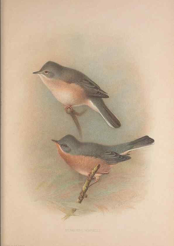Reproducción/Reproduction 49717124352: The British warblers :. London :R.H. Porter ...,1907-1914.. 
