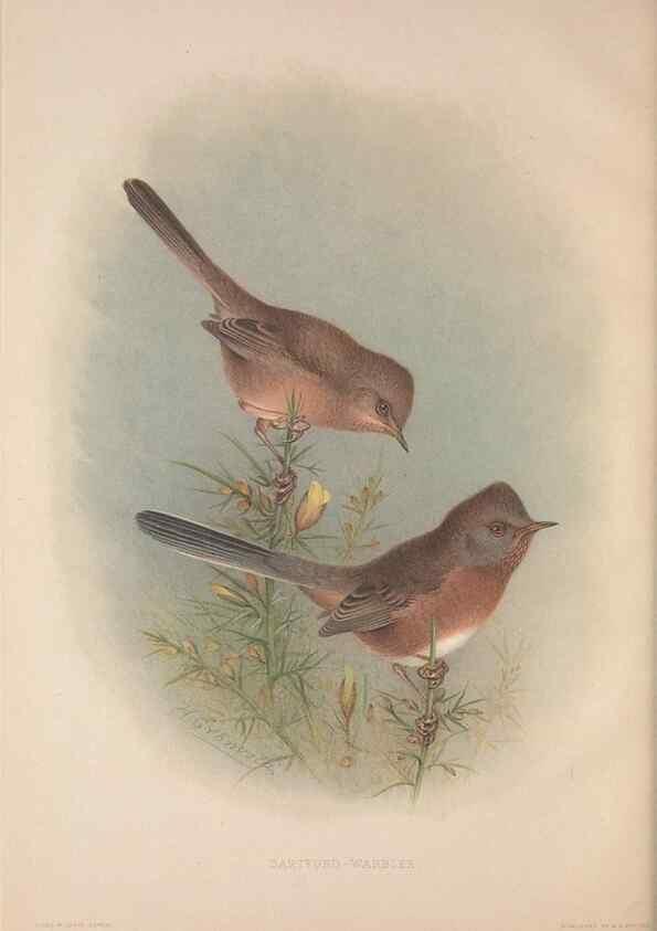 Reproducción/Reproduction 49716290798: The British warblers :. London :R.H. Porter ...,1907-1914.. 