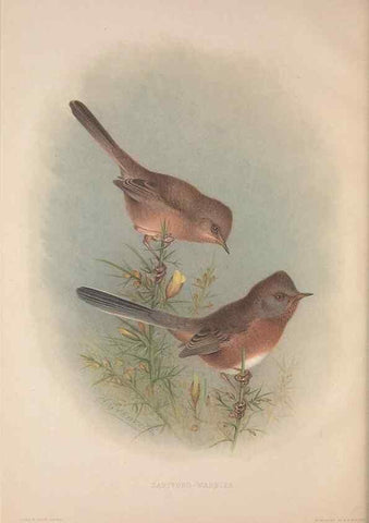Reproducción/Reproduction 49716290798: The British warblers :. London :R.H. Porter ...,1907-1914.. 