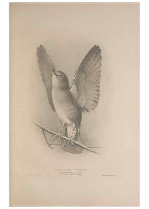 Reproducción/Reproduction 49716291048: The British warblers :. London :R.H. Porter ...,1907-1914.. 