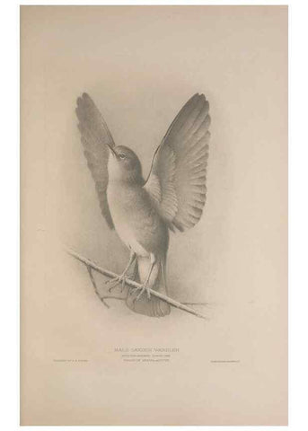 Reproducción/Reproduction 49716291048: The British warblers :. London :R.H. Porter ...,1907-1914.. 