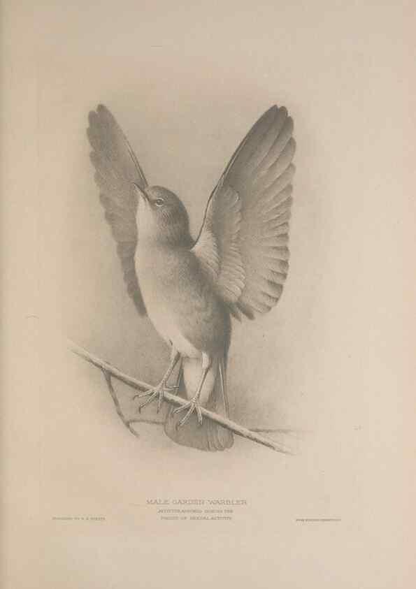 Reproducción/Reproduction 49716291048: The British warblers :. London :R.H. Porter ...,1907-1914.. 