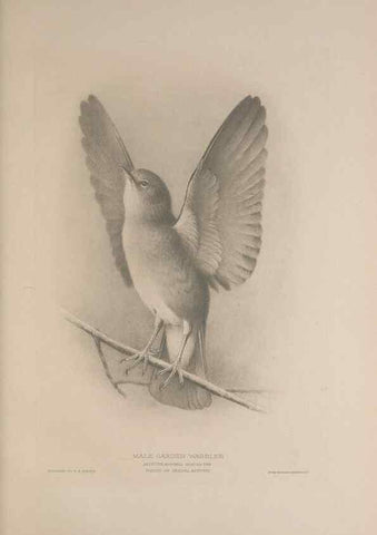 Reproducción/Reproduction 49716291048: The British warblers :. London :R.H. Porter ...,1907-1914.. 
