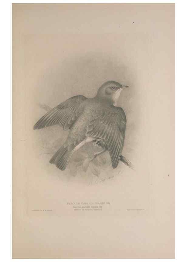 Reproducción/Reproduction 49717146157: The British warblers :. London :R.H. Porter ...,1907-1914.. 