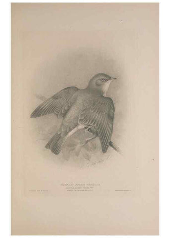 Reproducción/Reproduction 49717146157: The British warblers :. London :R.H. Porter ...,1907-1914.. 