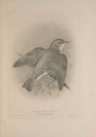 Reproducción/Reproduction 49717146157: The British warblers :. London :R.H. Porter ...,1907-1914.. 