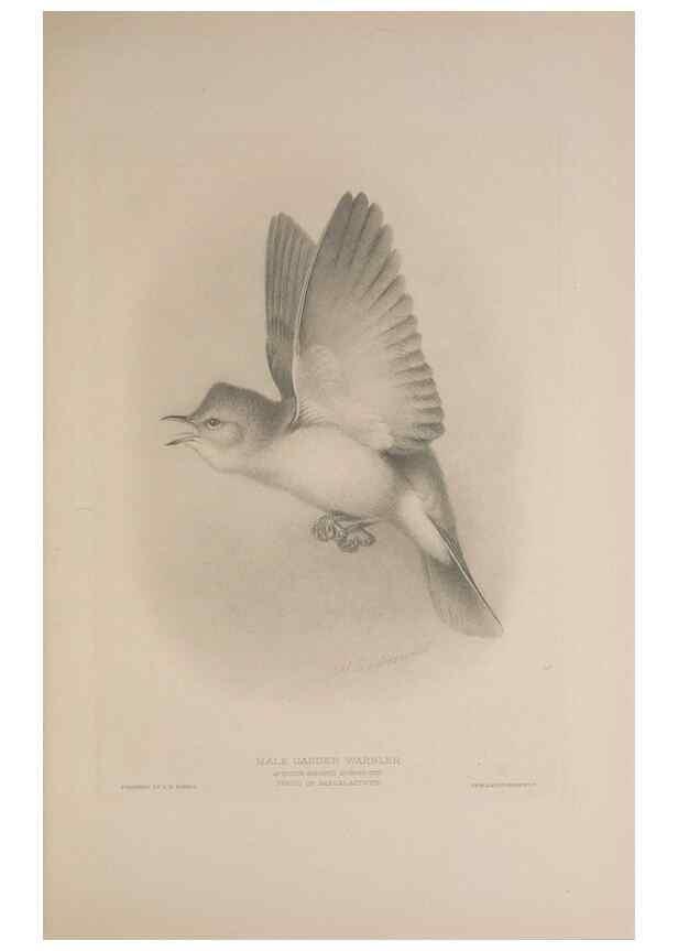 Reproducción/Reproduction 49716291493: The British warblers :. London :R.H. Porter ...,1907-1914.. 