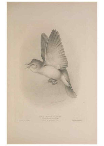 Reproducción/Reproduction 49716291493: The British warblers :. London :R.H. Porter ...,1907-1914.. 