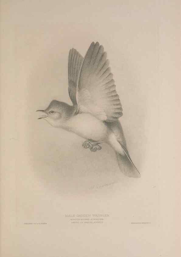 Reproducción/Reproduction 49716291493: The British warblers :. London :R.H. Porter ...,1907-1914.. 