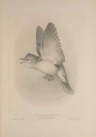 Reproducción/Reproduction 49716291493: The British warblers :. London :R.H. Porter ...,1907-1914.. 