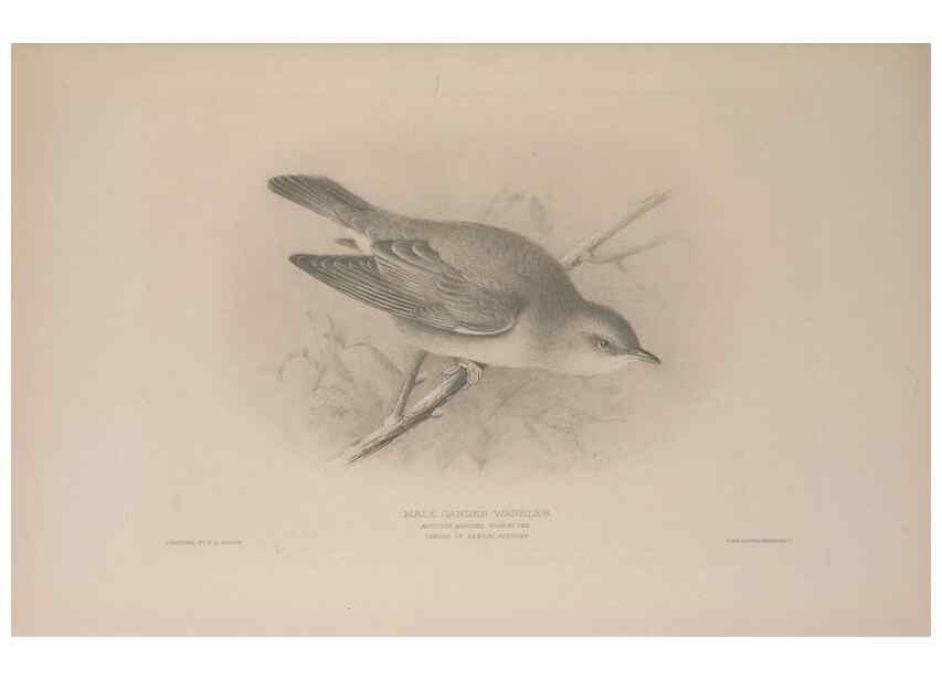 Reproducción/Reproduction 49716832451: The British warblers :. London :R.H. Porter ...,1907-1914.. 
