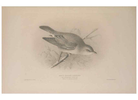 Reproducción/Reproduction 49716832451: The British warblers :. London :R.H. Porter ...,1907-1914.. 