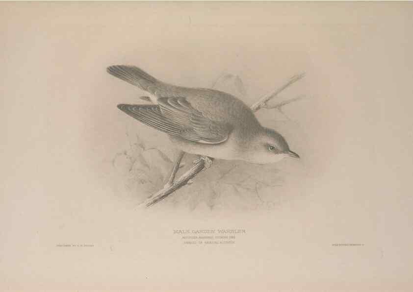 Reproducción/Reproduction 49716832451: The British warblers :. London :R.H. Porter ...,1907-1914.. 