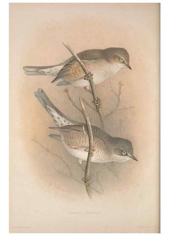 Reproducción/Reproduction 49717146862: The British warblers :. London :R.H. Porter ...,1907-1914.. 