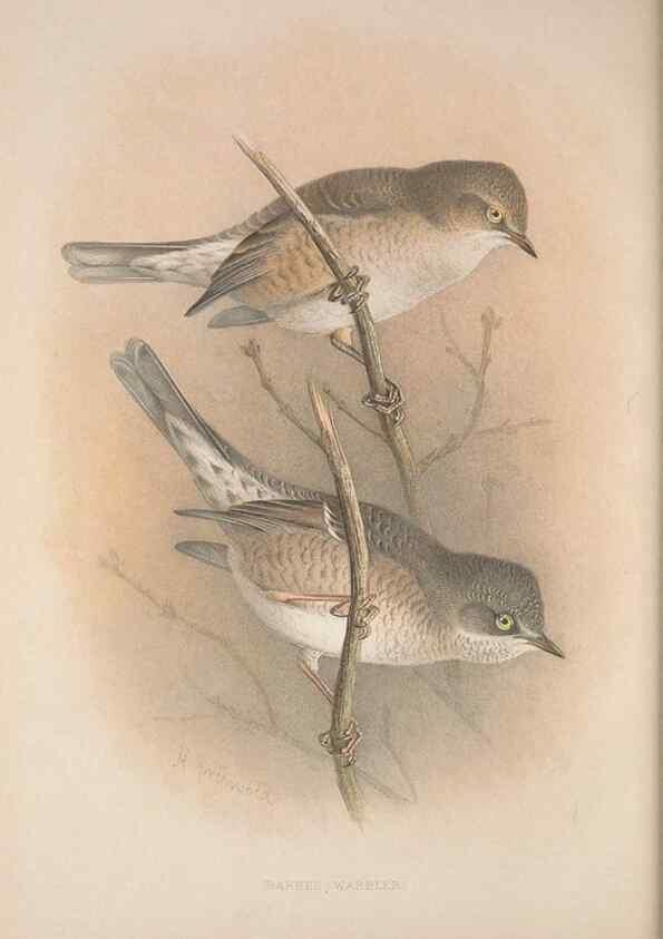 Reproducción/Reproduction 49717146862: The British warblers :. London :R.H. Porter ...,1907-1914.. 