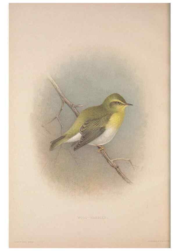 Reproducción/Reproduction 49717147187: The British warblers :. London :R.H. Porter ...,1907-1914.. 