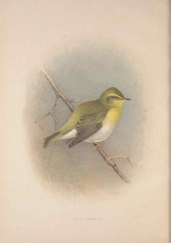 Reproducción/Reproduction 49717147187: The British warblers :. London :R.H. Porter ...,1907-1914.. 