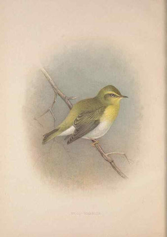 Reproducción/Reproduction 49717147187: The British warblers :. London :R.H. Porter ...,1907-1914.. 