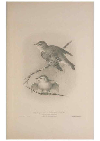 Reproducción/Reproduction 49716292533: The British warblers :. London :R.H. Porter ...,1907-1914.. 