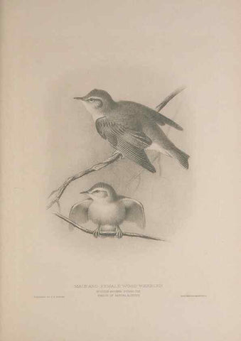 Reproducción/Reproduction 49716292533: The British warblers :. London :R.H. Porter ...,1907-1914.. 