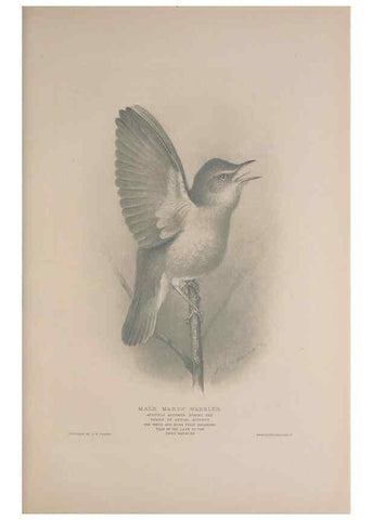 Reproducción/Reproduction 49716268138: The British warblers :. London :R.H. Porter ...,1907-1914.. 