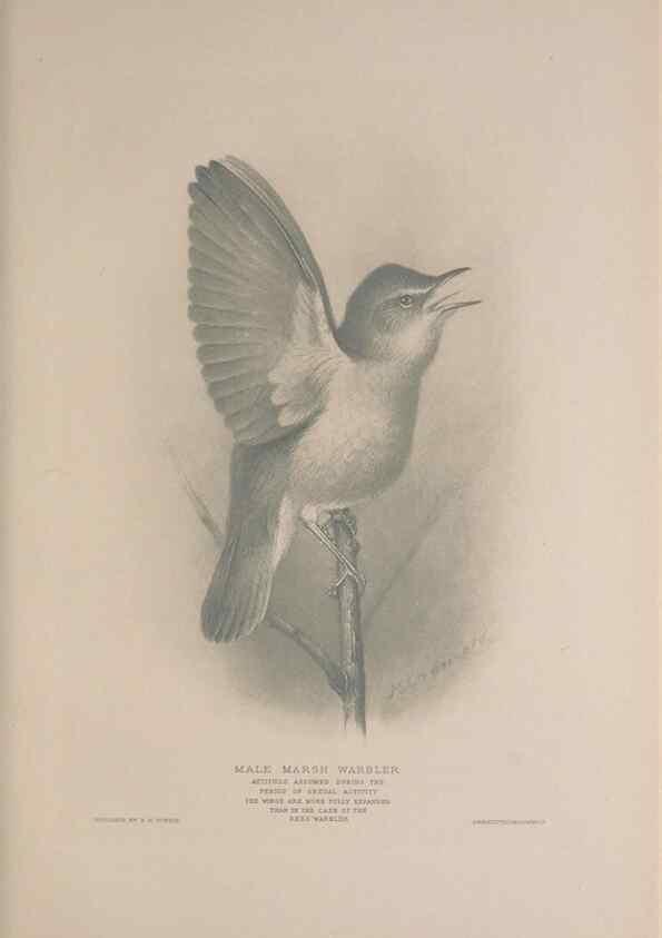 Reproducción/Reproduction 49716268138: The British warblers :. London :R.H. Porter ...,1907-1914.. 