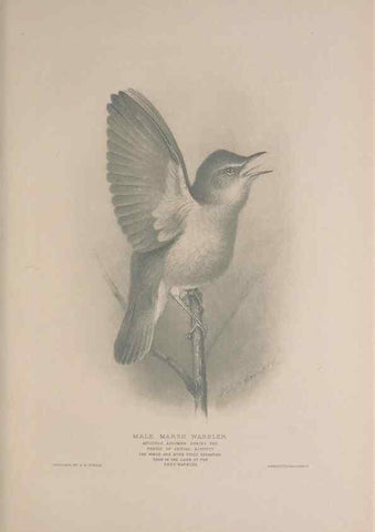 Reproducción/Reproduction 49716268138: The British warblers :. London :R.H. Porter ...,1907-1914.. 