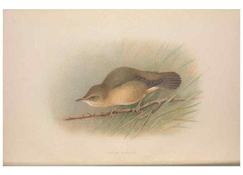 Reproducción/Reproduction 49716267828: The British warblers :. London :R.H. Porter ...,1907-1914.. 