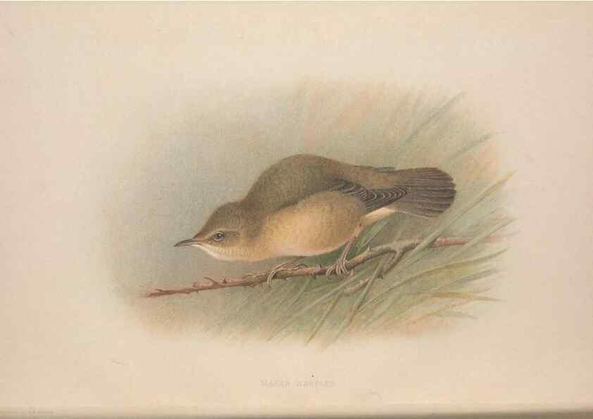 Reproducción/Reproduction 49716267828: The British warblers :. London :R.H. Porter ...,1907-1914.. 